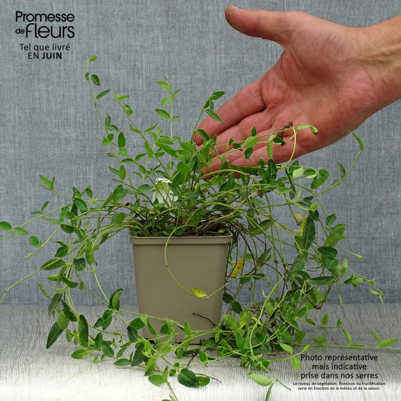 Spécimen de Vinca minor Josefine - Petite pervenche Godet de 8/9 cm tel que livré en été