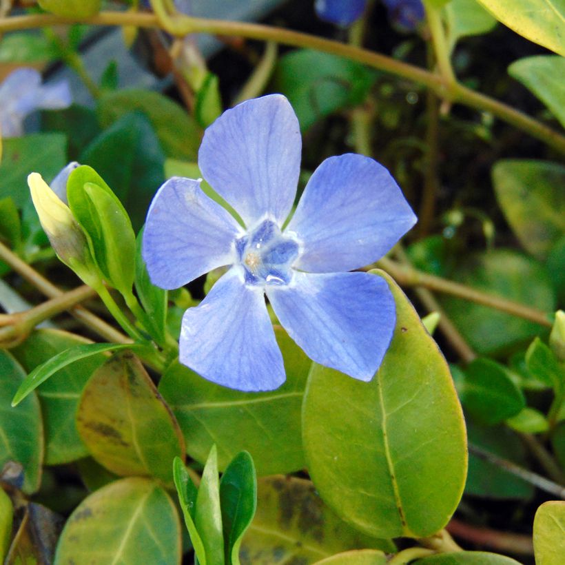 Vinca minor Marie - Pervenche à petite fleurs  (Floraison)