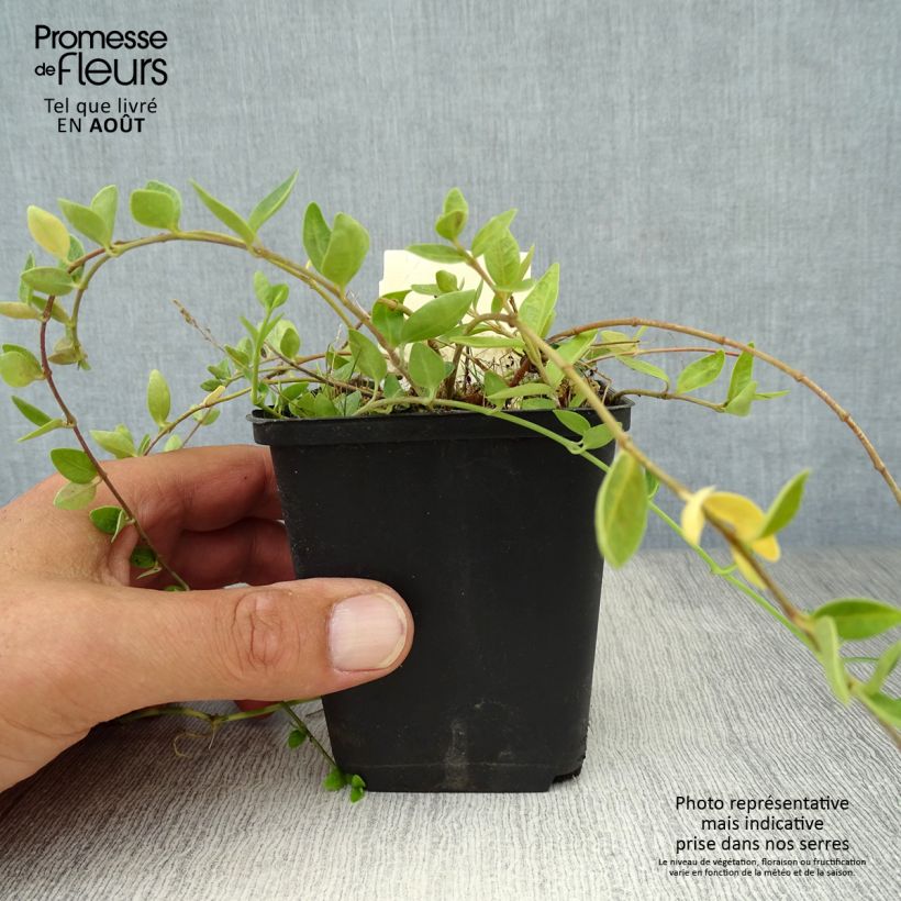 Spécimen de Vinca minor Marie - Pervenche à petite fleurs  Godet de 8/9 cm tel que livré en été