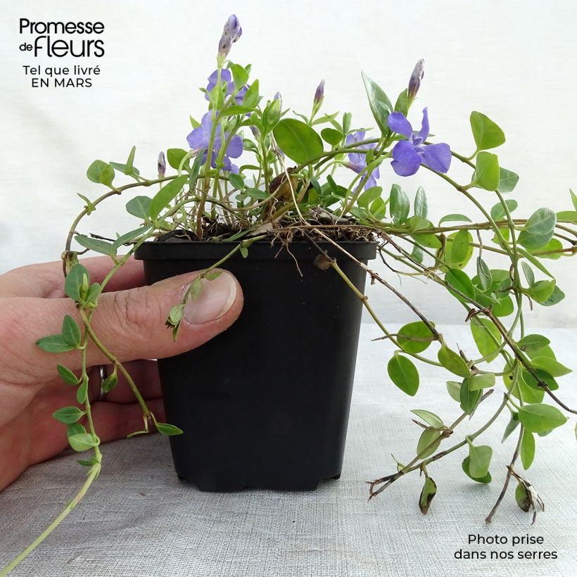 Spécimen de Vinca minor Marie - Pervenche à petite fleurs  Godet de 9cm tel que livré au printemps