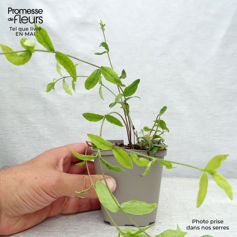 Spécimen de Vinca minor Multiplex - Petite pervenche semi-double Godet de 9cm tel que livré au printemps