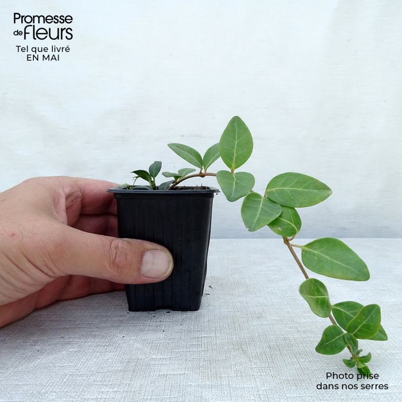 Spécimen de Vinca minor- Petite pervenche en godet de 7 à 9 cm tel que livré au printemps