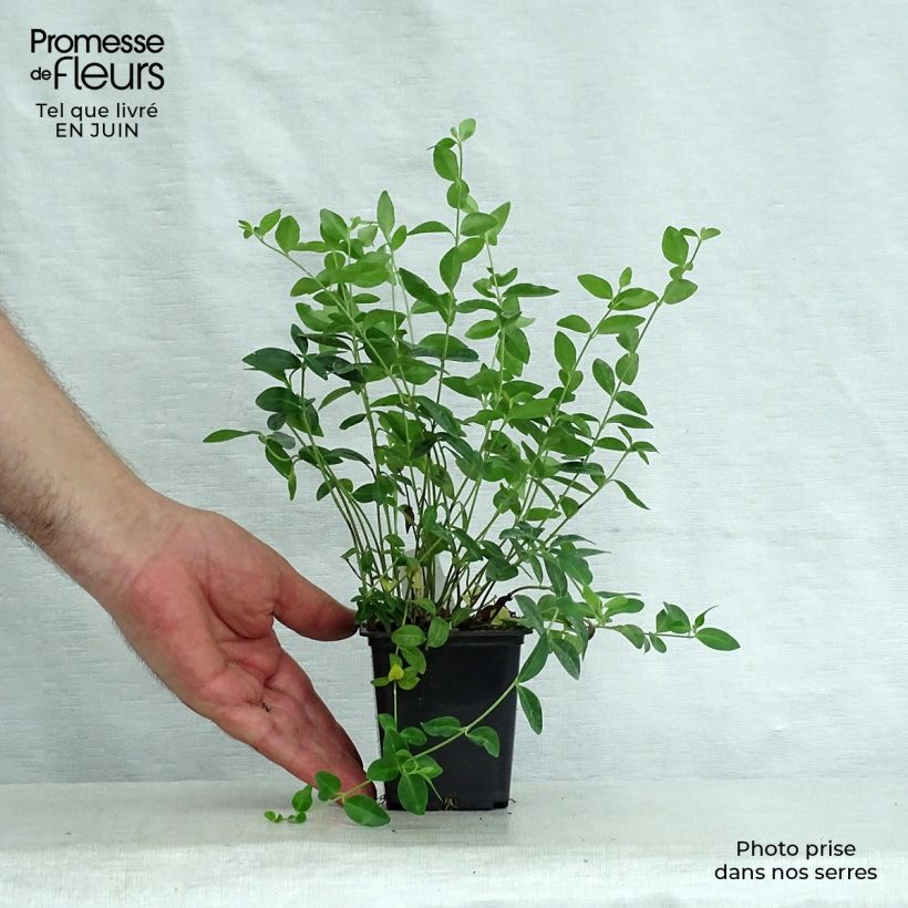 Spécimen de Vinca minor- Petite pervenche Godet de 7/8 cm tel que livré en été