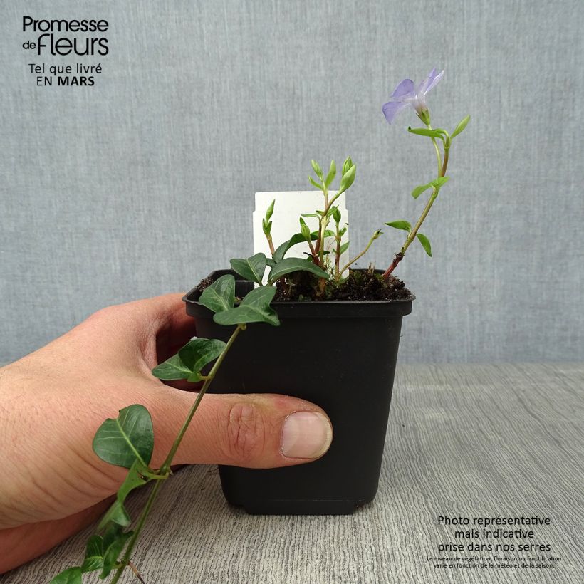 Spécimen de Vinca minor Valentin - Petite Pervenche Godet de 8/9 cm tel que livré au printemps