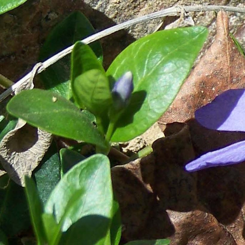 Vinca minor- Petite pervenche (Feuillage)