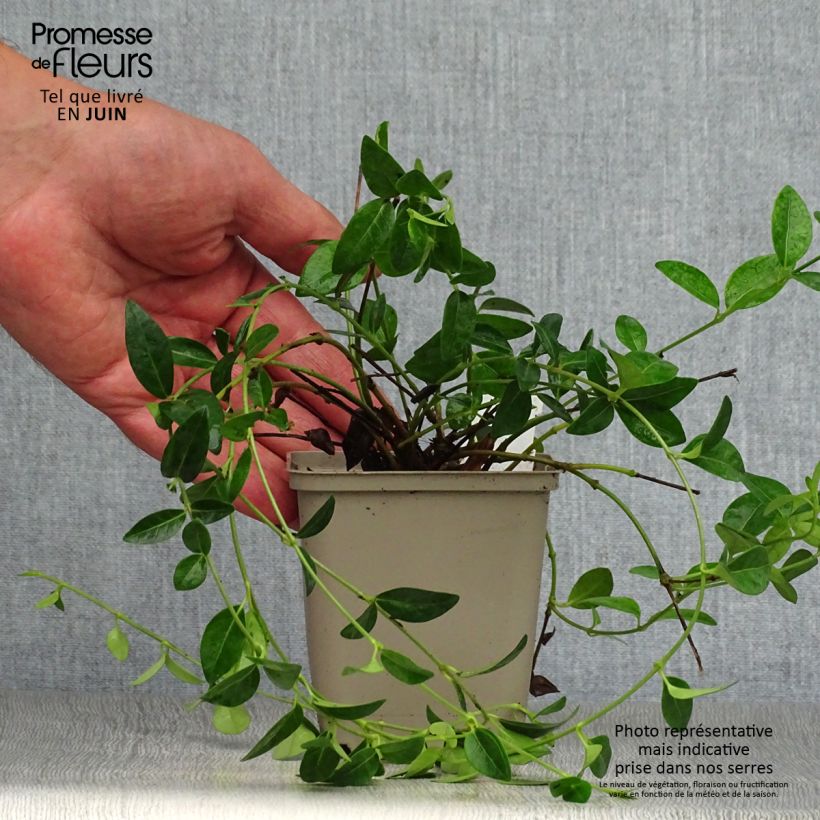 Spécimen de Vinca minor White Power - Pervenche à petite fleurs Godet de 8/9 cm tel que livré en été