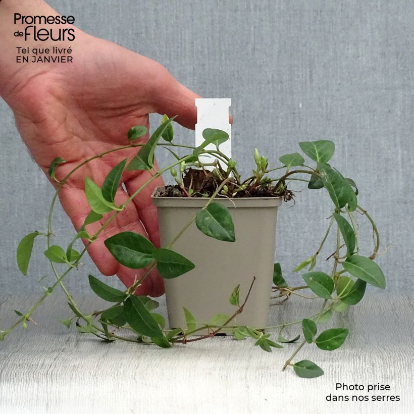 Spécimen de Vinca minor White Power - Pervenche à petite fleurs tel que livré en hiver