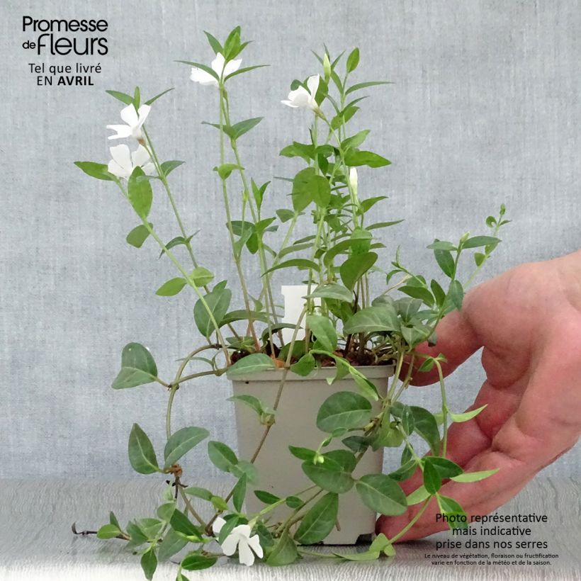 Spécimen de Vinca minor White Power - Pervenche à petite fleurs tel que livré au printemps