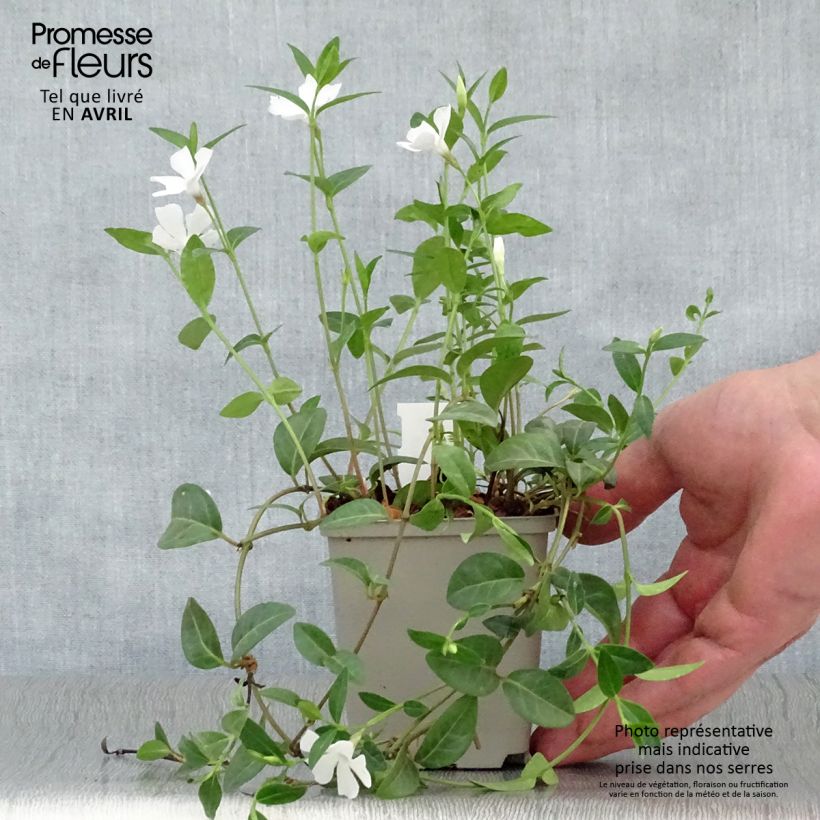 Spécimen de Vinca minor White Power - Pervenche à petite fleurs en godet de 9 cm tel que livré au printemps