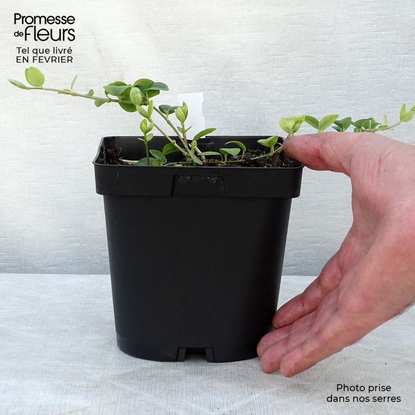Spécimen de Vinca minor White Power - Pervenche à petite fleurs en pot de 2/3 litres tel que livré en hiver