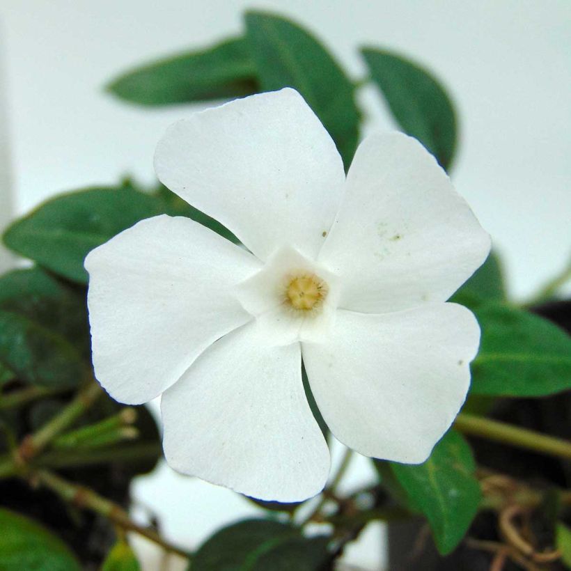 Vinca minor White Power - Pervenche à petite fleurs (Floraison)