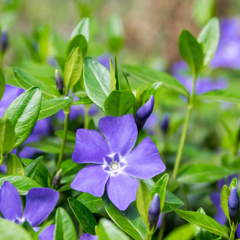 Vinca minor- Petite pervenche (Floraison)