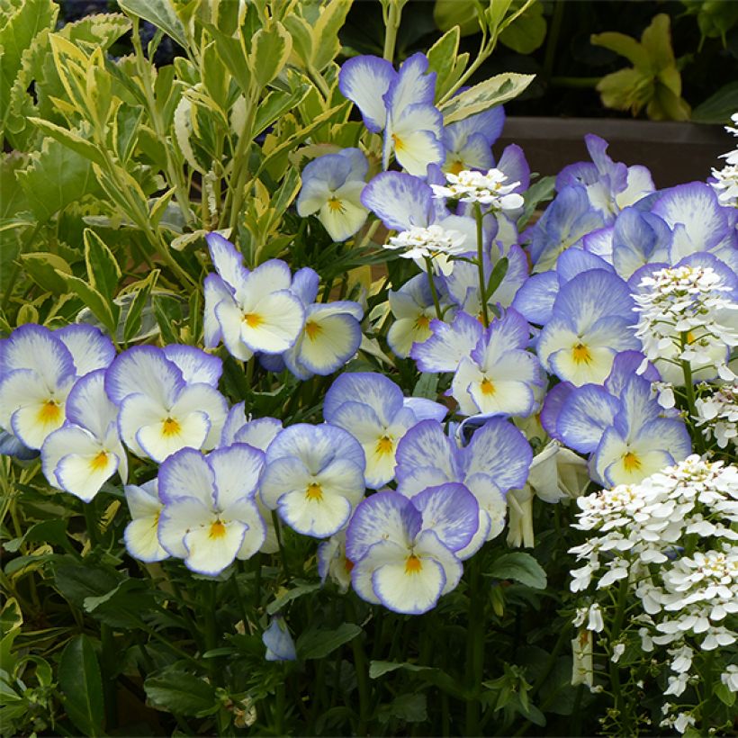 Viola Blue Moon (Floraison)