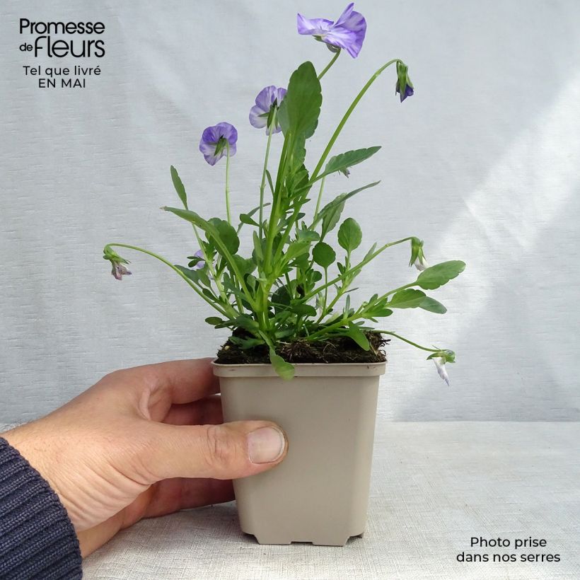 Spécimen de Viola Cornuta Columbine - Pensée à Cornes Godet de 9cm tel que livré au printemps