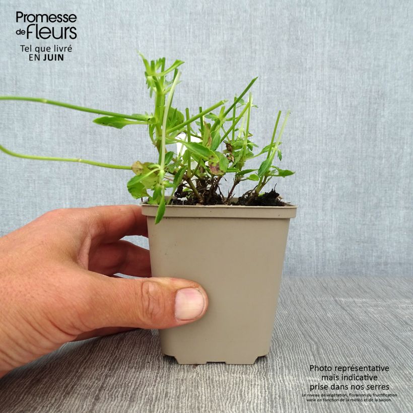 Spécimen de Viola Cornuta Columbine - Pensée à Cornes Godet de 8/9 cm tel que livré en été