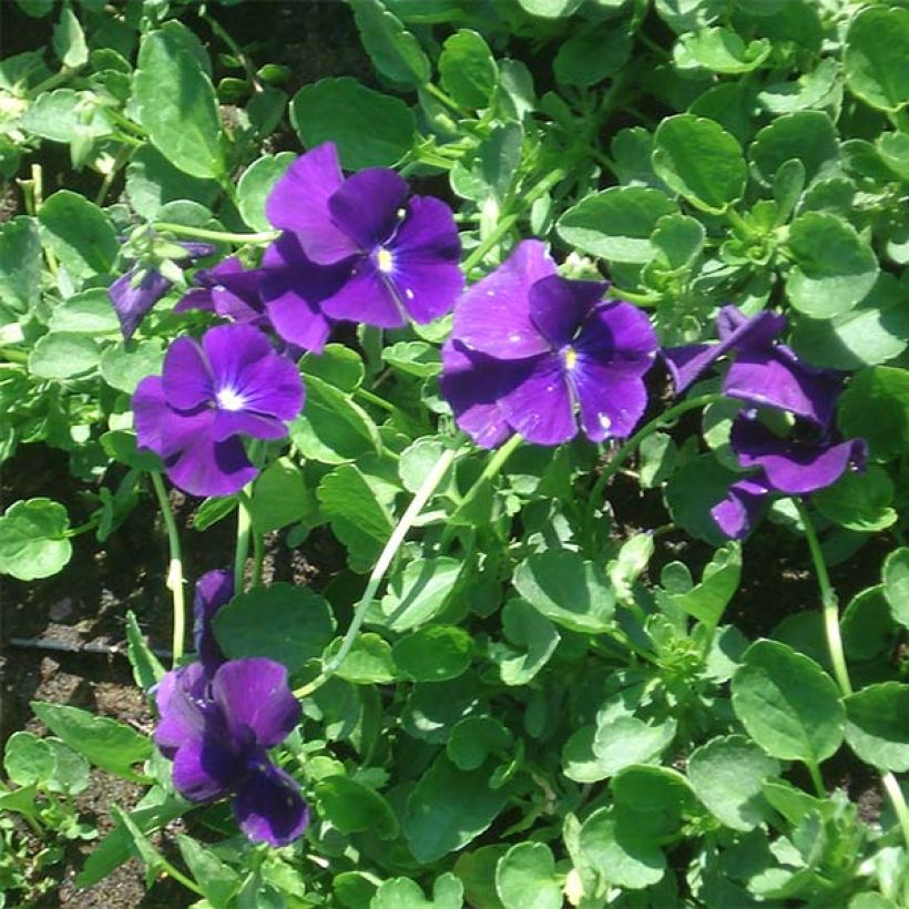 Viola cornuta Martin - Pensée à Cornes (Floraison)