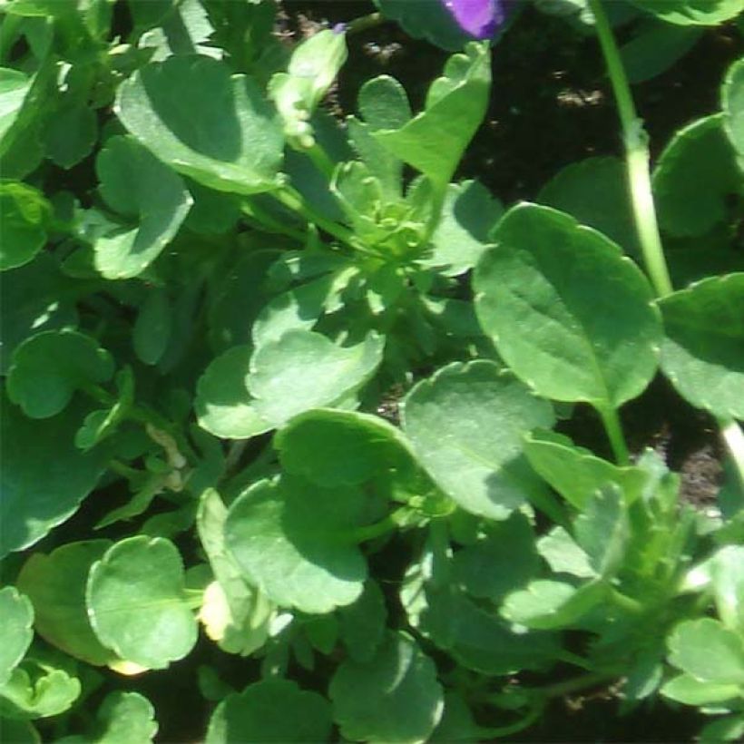 Viola cornuta Irish Molly - Pensée à Cornes (Feuillage)