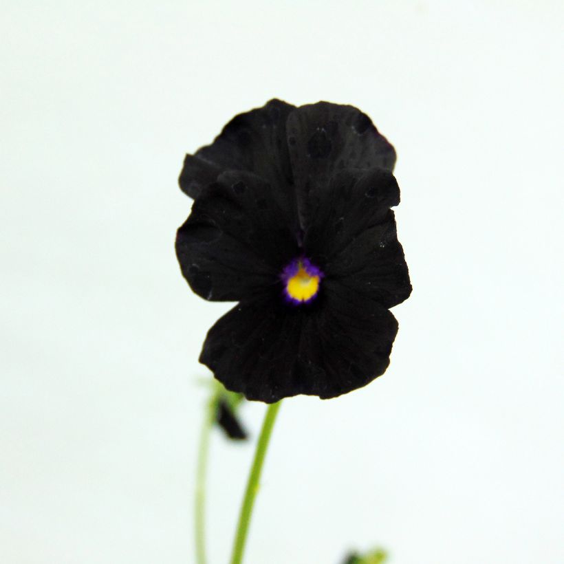 Viola cornuta Molly Sanderson - Pensée (Floraison)