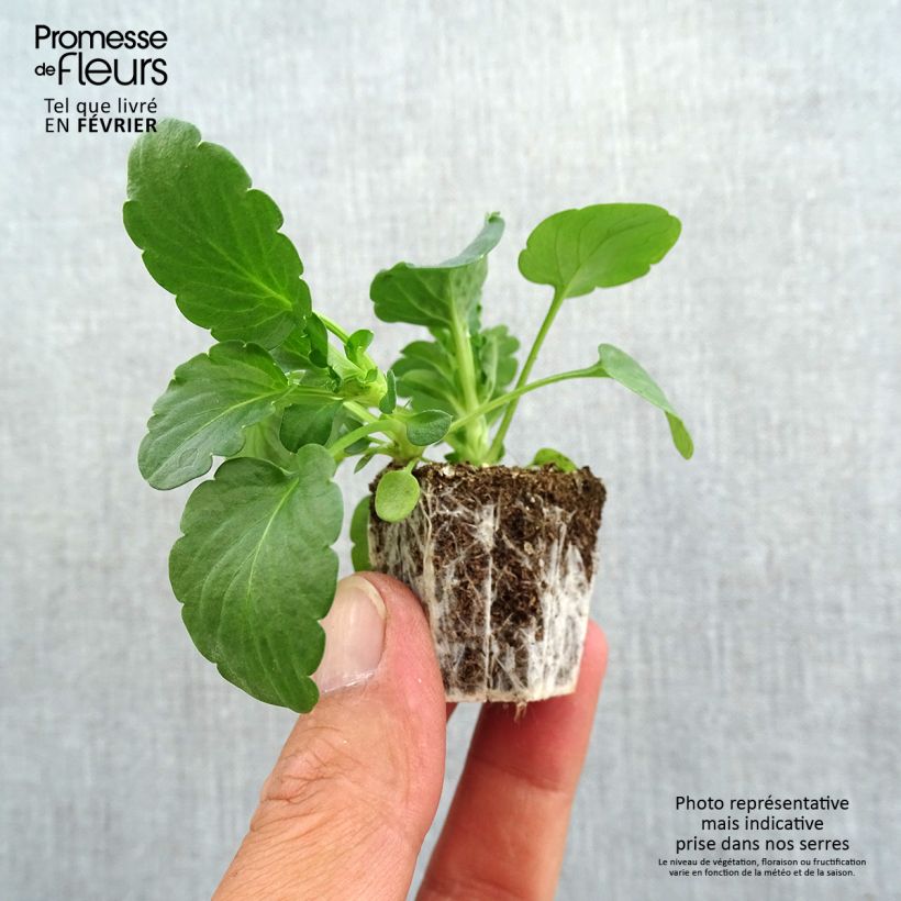 Spécimen de Viola cornuta Prim Up Citrus mélange Mini-motte - Mottes de 3,8 x 3,2 cm en plaque de culture par 16 tel que livré en automne