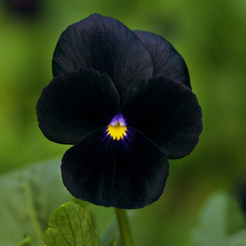 Violette cornue Sorbet Black Delight Mini-motte (Floraison)