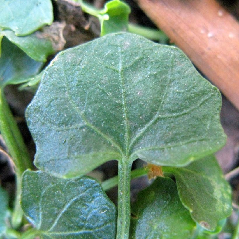 Violette à feuille de lierre - Viola hederacea (Feuillage)