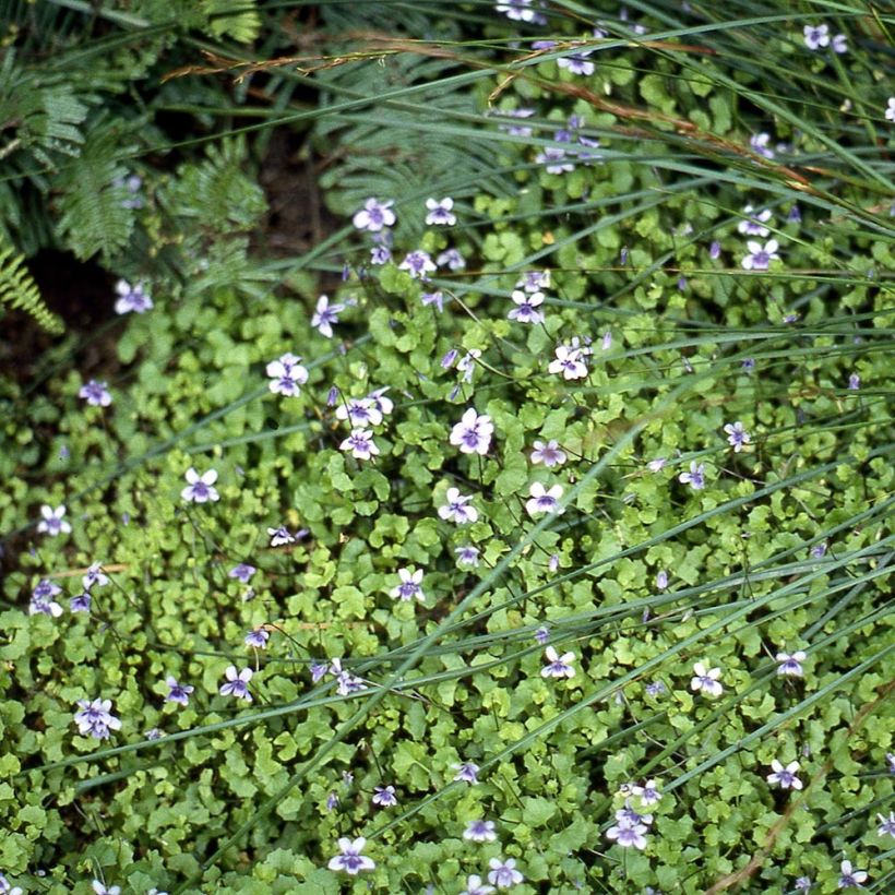 Violette à feuille de lierre - Viola hederacea (Port)
