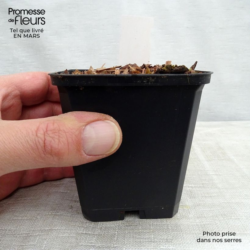 Spécimen de Viola koreana Mars Godet de 9cm tel que livré au printemps