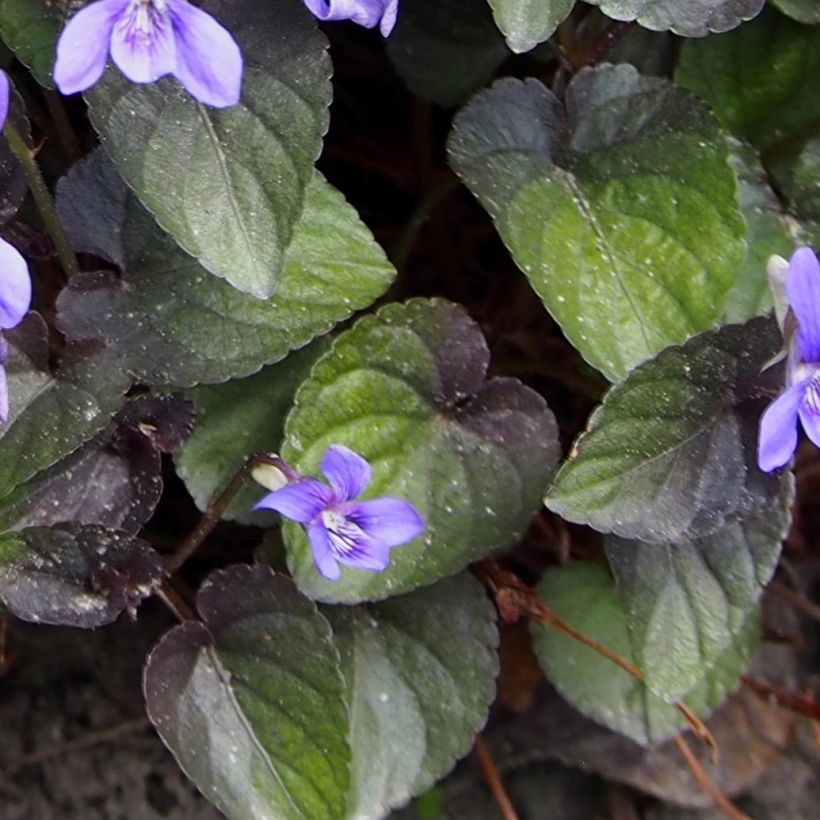 Violette du Labrador - Viola labradorica (Feuillage)