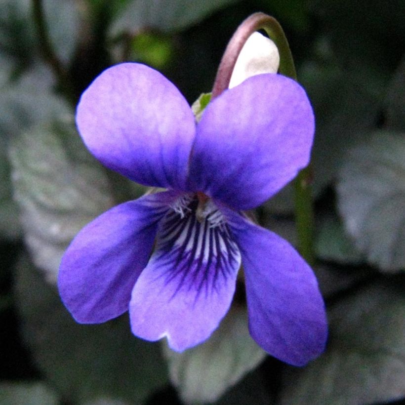 Violette du Labrador - Viola labradorica (Floraison)