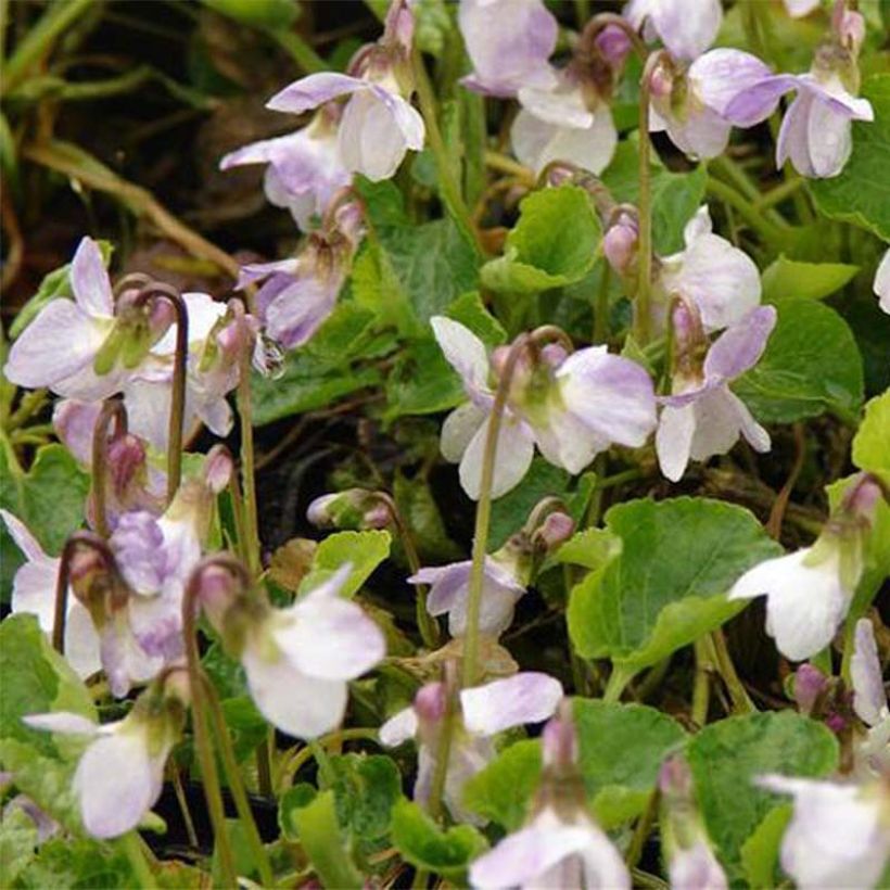 Violette odorante Mrs R Barton - Viola odorata (Floraison)