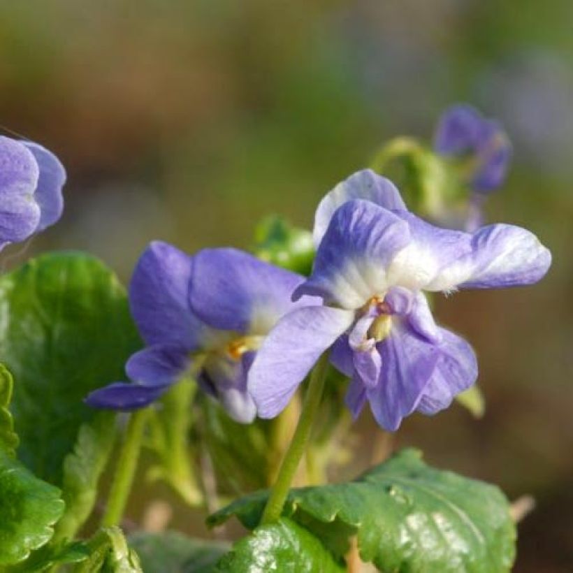 Violette odorante Parme de Toulouse - Viola suavis (Floraison)