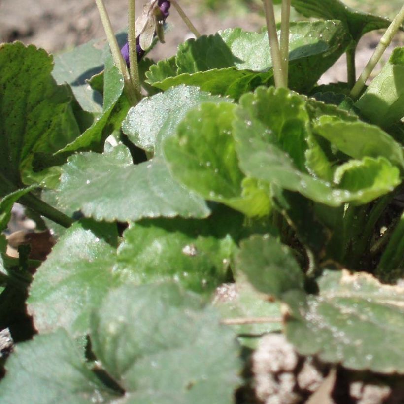 Violette odorante - Viola odorata Plena (Feuillage)