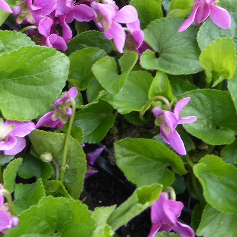 Violette odorante - Viola odorata Red Charm (Feuillage)
