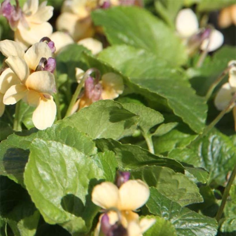 Violette odorante Vanilla - Viola odorata (Feuillage)