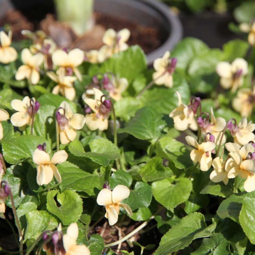 Violette odorante Vanilla - Viola odorata (Floraison)