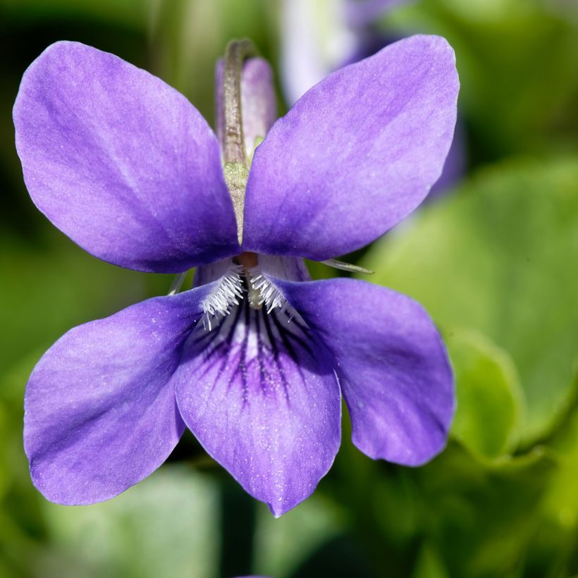 Violette odorante - Viola odorata (Floraison)