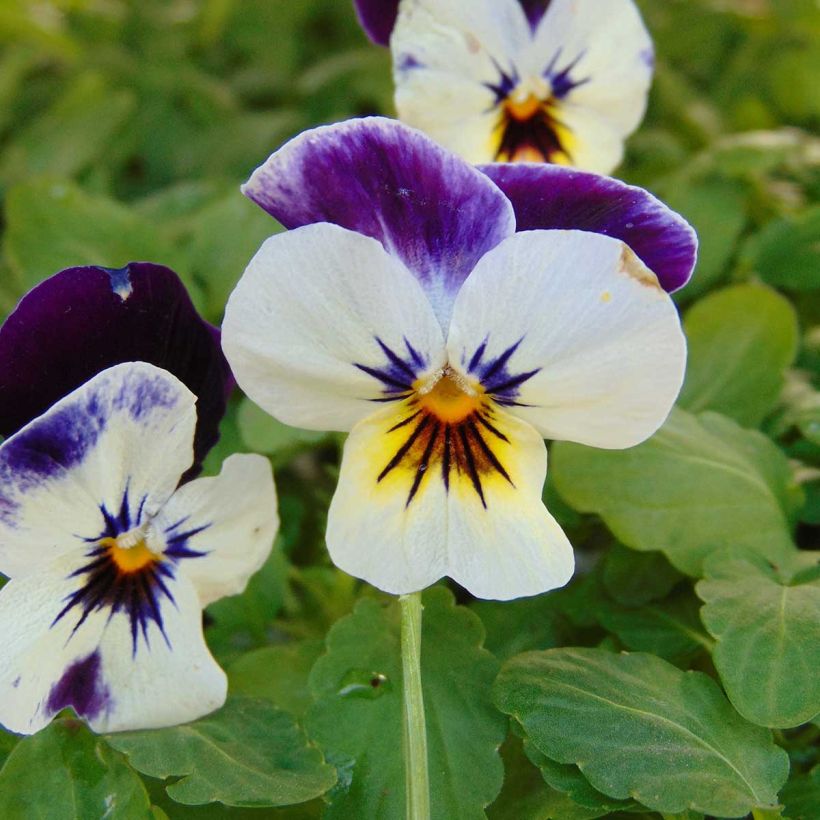 Violette cornue Penny F1 Mickey Mini-motte - Viola cornuta (Floraison)