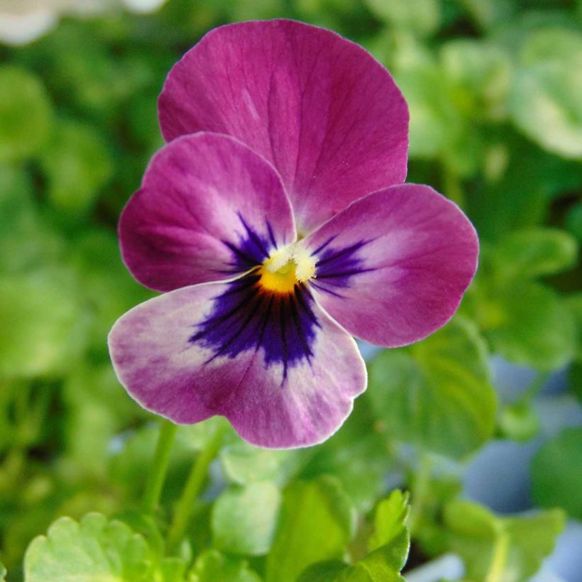 Violette cornue  Sorbet XP Raspberry Mini-motte - Viola cornuta  (Floraison)