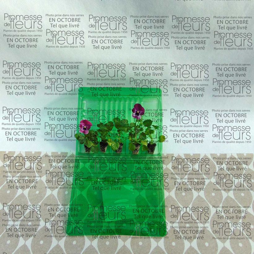 Exemple de spécimen de Violette cornue  Sorbet XP Raspberry Mini-motte - Viola cornuta  tel que livré