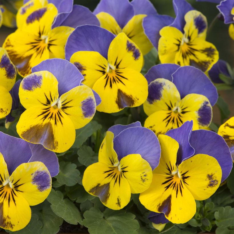 Violette cornue Sorbet Yellow Blue Jump-Up Mini-motte (Floraison)