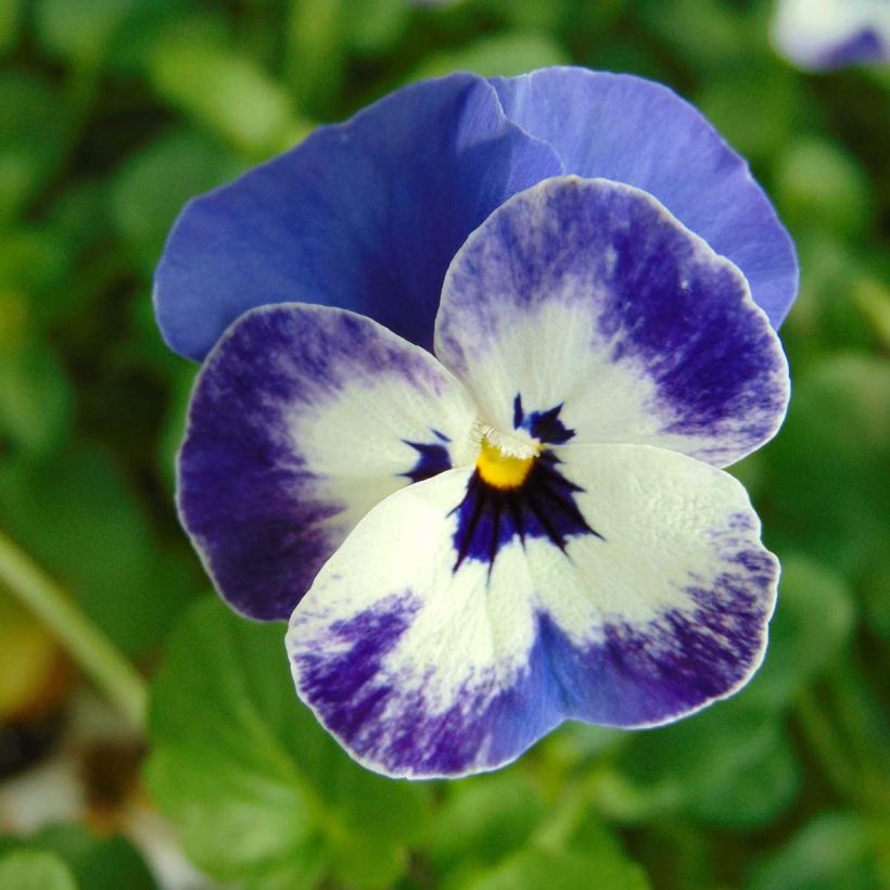 Violette cornue Sorbet Delft Blue Mini-motte (Floraison)