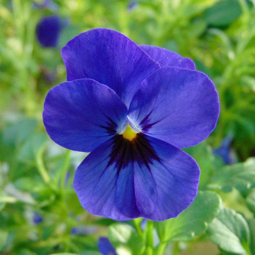 Violette cornue Sorbet Xp F1 Blue Blotch Mini-motte - Viola cornuta  (Floraison)