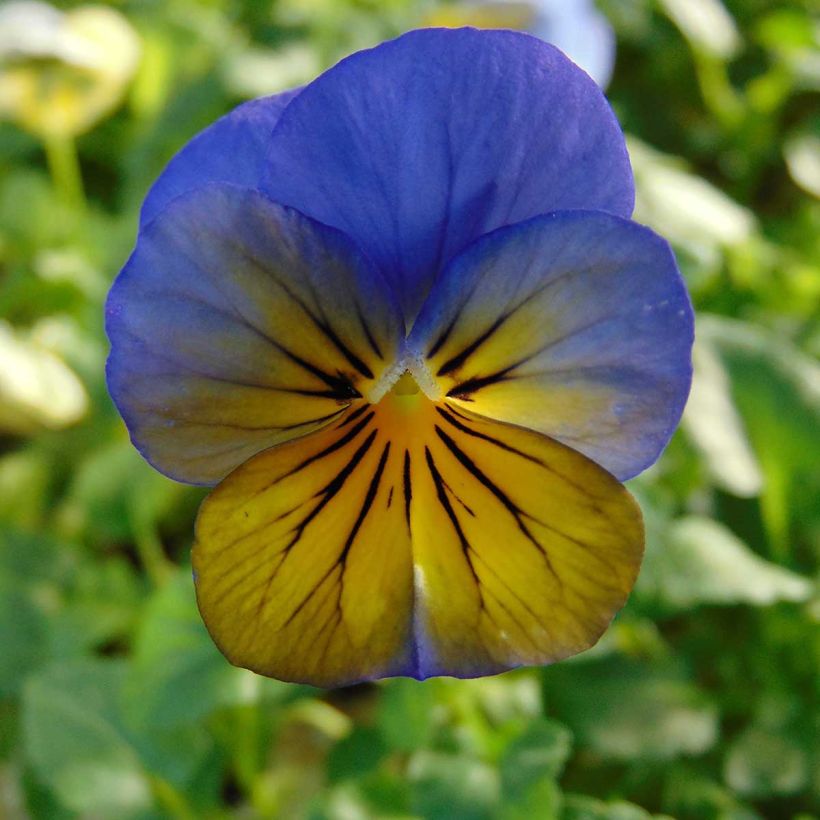 Violette cornue Sorbet Xp Morpho - Viola cornuta (Floraison)