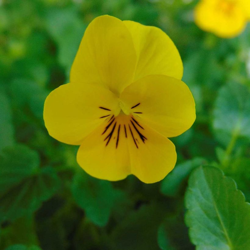 Violette cornue Xp Sorbet  F1 Yellow Mini-motte - Viola cornuta (Floraison)