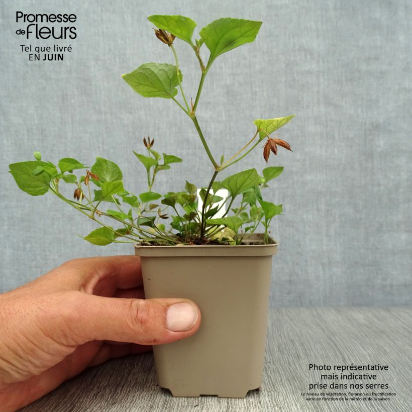 Spécimen de Violette des bois - Viola reichenbachiana Godet de 8/9 cm tel que livré en été