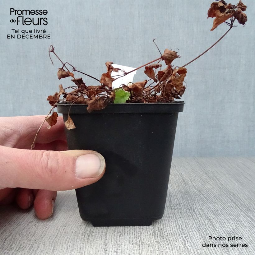 Spécimen de Violette des bois - Viola reichenbachiana tel que livré en hiver