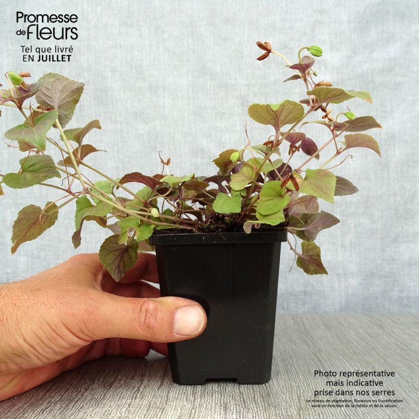 Spécimen de Violette du Labrador - Viola labradorica Godet de 8/9 cm tel que livré en été