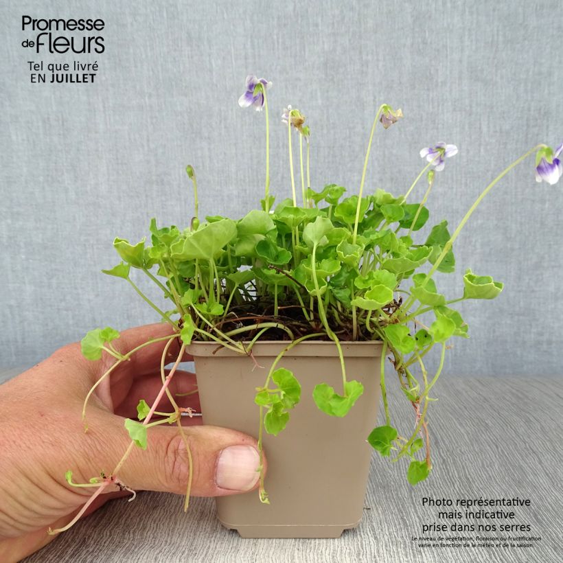 Spécimen de Violette à feuille de lierre - Viola hederacea Godet de 8/9 cm tel que livré en été