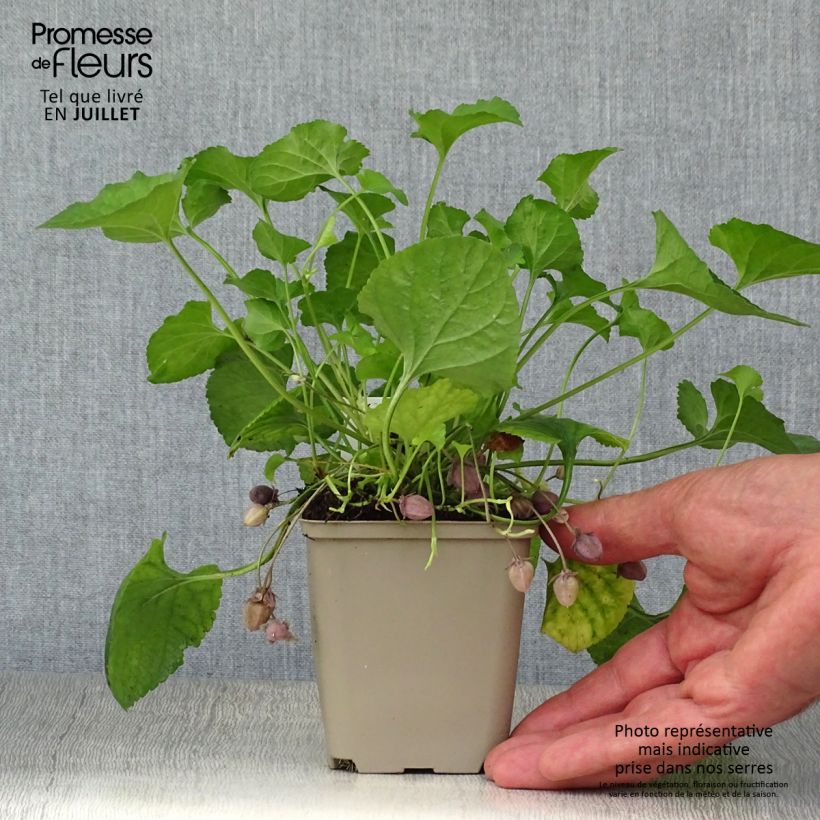 Spécimen de Violette odorante Königin Charlotte - Viola odorata Godet de 8/9 cm tel que livré en été