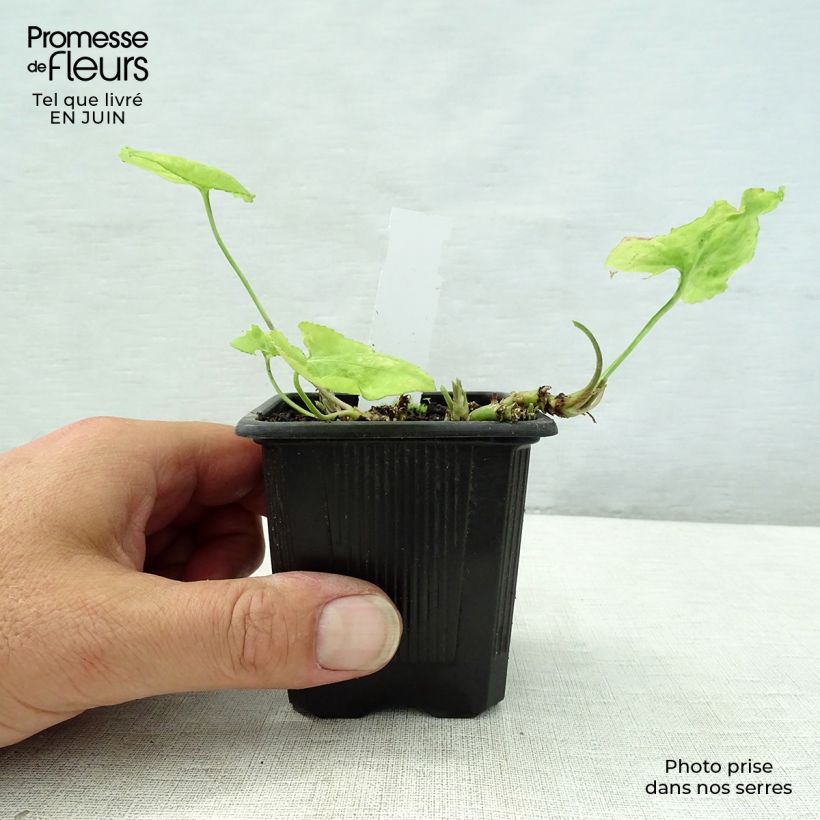 Spécimen de Violette odorante Mrs Pinehurst - Viola odorata Godet de 8/9 cm tel que livré en été